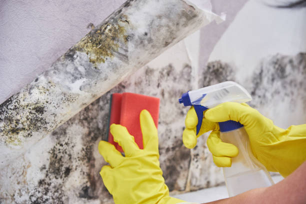 Trusted Fort Lee, NJ Mold Removal Experts